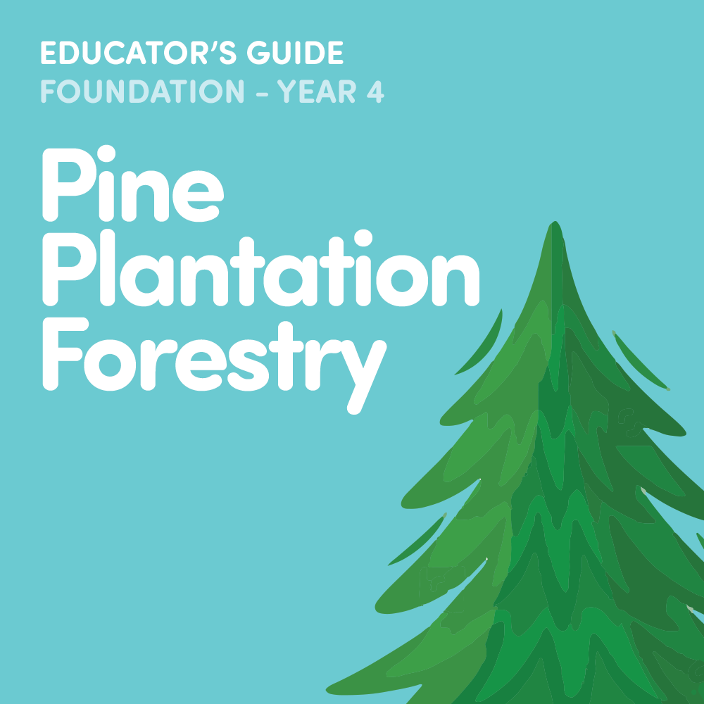 Pine Plantation Forestry